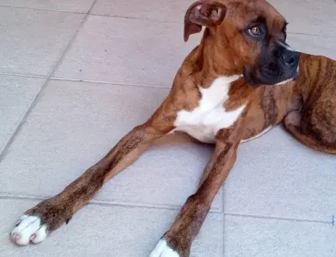 cão boxer deitado no azulejo branco